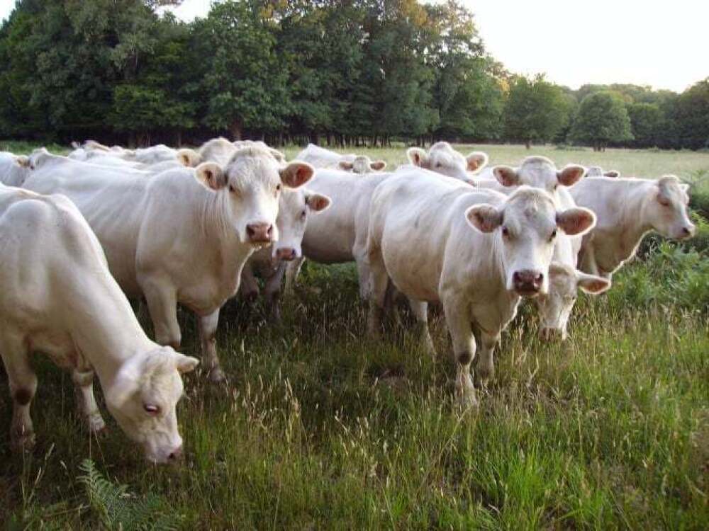 Les taxes chinoises menacent l&rsquo;industrie laitière française