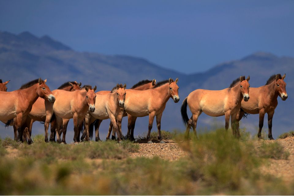 Les chevaux sauvages et l&rsquo;obscurité des accords : une menace cachée pour l’alimentation américaine