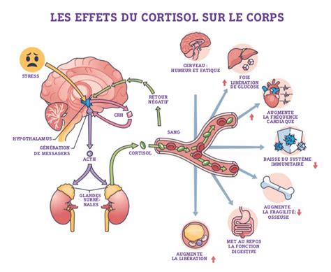 L’odeur du stress : comment notre corps révèle un secret microbiologique