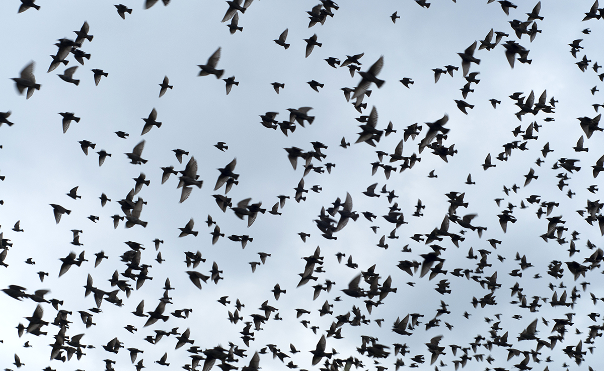 Une nuée d’oiseaux déclenche un faux combat aérien en Lituanie