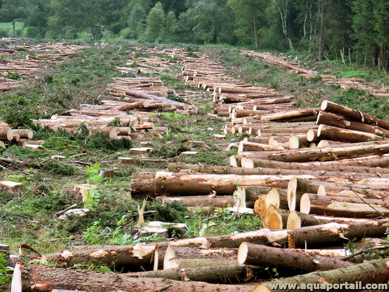 Des forêts primaires en ruine : la mafia clandestine détruit des sanctuaires écologiques roumaines pour l’industrie du meuble